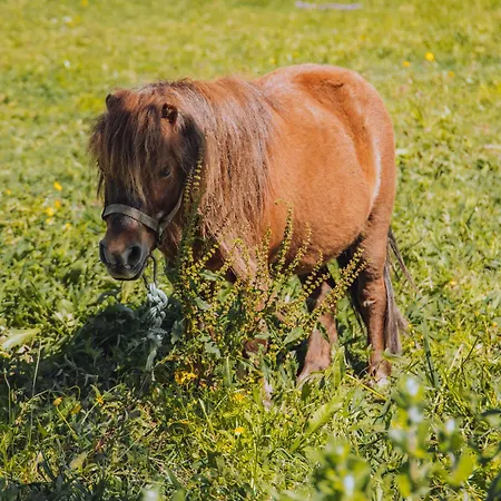 Resort Bruval Eco Retreat Sandim